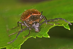 Pseudocistela ceramboides (Linnaeus, 1761) / Sgehrniger Pflanzenkfer / Schwarzkfer - Tenebrionidae - Pflanzenkfer - Alleculinae