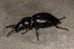 Tentyria rotundata (Brull, 1832) / Schwarzkfer - Tenebrionidae