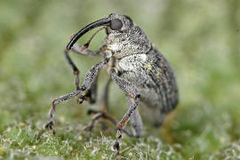Ceutorhynchus ? / Rüsselkäfer - Curculionidae