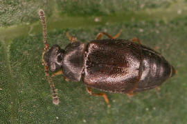 Proteinus spec. (P. brachypterus?) / Staphylinidae - Kurzflügler