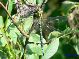 Aeshna cyanea / Blaugrne Mosaikjungfer / Grolibellen - Anisoptera - Edellibellen - Aeshnidae