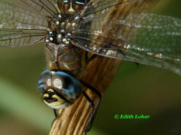 Aeshna mixta / Herbst-Mosaikjungfer / Grolibellen - Anisoptera - Edellibellen - Aeshnidae