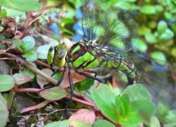 Aeshna cyanea / Blaugrne Mosaikjungfer / Grolibellen - Anisoptera - Edellibellen - Aeshnidae