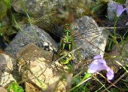 Aeshna cyanea / Blaugrne Mosaikjungfer / Grolibellen - Anisoptera - Edellibellen - Aeshnidae