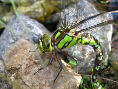 Aeshna cyanea / Blaugrne Mosaikjungfer / Grolibellen - Anisoptera - Edellibellen - Aeshnidae