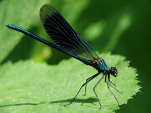 Calopteryx splendens / Gebnderte Prachtlibelle (Mnnchen) / Prachtlibellen - Calopterygidae