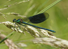 Calopteryx splendens / Gebnderte Prachtlibelle (Mnnchen) / Prachtlibellen - Calopterygidae