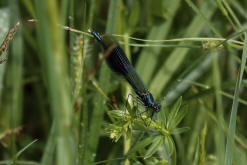 Calopteryx splendens / Gebnderte Prachtlibelle / Prachtlibellen - Calopterygidae