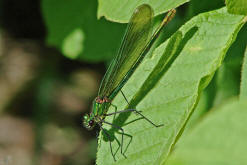 Calopteryx splendens / Gebnderte Prachtlibelle (Weibchen) / Prachtlibellen - Calopterygidae