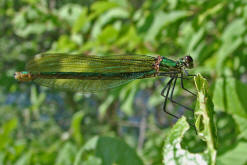 Calopteryx splendens / Gebnderte Prachtlibelle (Weibchen) / Prachtlibellen - Calopterygidae