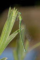 Coenagrion puella / Hufeisen-Azurjungfer/ Familie: Schlanklibellen - Coenagrionidae / Unterordnung: Kleinlibellen - Zygoptera