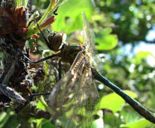 Cordulia aenea / Gemeine Smaragdlibelle / Familie: Falkenlibellen - Corduliidae / berfamilie:  Libelluloidae / Unterordnung: Grolibellen - Anisoptera