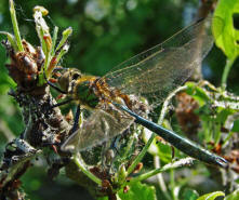 Cordulia aenea / Gemeine Smaragdlibelle / Familie: Falkenlibellen - Corduliidae / berfamilie:  Libelluloidae / Unterordnung: Grolibellen - Anisoptera