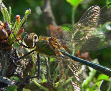 Cordulia aenea / Gemeine Smaragdlibelle / Familie: Falkenlibellen - Corduliidae / berfamilie:  Libelluloidae / Unterordnung: Grolibellen - Anisoptera