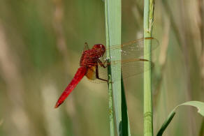 Crocothemis erythraea / Feuerlibelle / Segellibellen - Libellulidae / Unterordnung: Grolibellen - Anisoptera