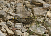 Onychogomphus forcipatus / Kleine Zangenlibelle  (Weibchen) / Flussjungfern - Gomphidae