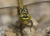 Onychogomphus forcipatus / Kleine Zangenlibelle  (Weibchen) / Flussjungfern - Gomphidae