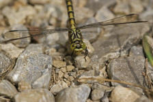 Onychogomphus forcipatus / Kleine Zangenlibelle  (Weibchen) / Flussjungfern - Gomphidae