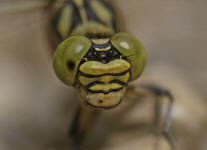 Onychogomphus forcipatus / Kleine Zangenlibelle  (Weibchen) / Flussjungfern - Gomphidae