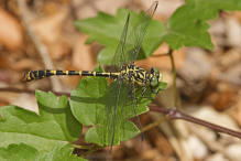 Onychogomphus forcipatus ssp. albotibialis / stliche Zangenlibelle