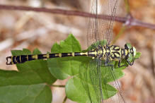 Onychogomphus forcipatus ssp. albotibialis / stliche Zangenlibelle