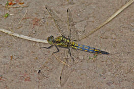 Orthetrum cancellatum / Groer Blaupfeil (noch nicht ausgefrbtes Mnnchen) / Familie: Segellibellen - Libellulidae / Libellulinae / Unterordnung: Grolibellen - Anisoptera