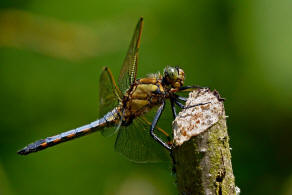 Orthetrum cancellatum / Groer Blaupfeil / Familie: Segellibellen - Libellulidae / Libellulinae / Unterordnung: Grolibellen - Anisoptera