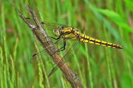 Orthetrum cancellatum / Groer Blaupfeil / Familie: Segellibellen - Libellulidae / Libellulinae / Unterordnung: Grolibellen - Anisoptera