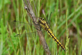 Orthetrum cancellatum / Groer Blaupfeil / Familie: Segellibellen - Libellulidae / Libellulinae / Unterordnung: Grolibellen - Anisoptera