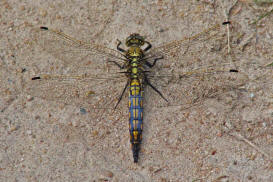 Orthetrum cancellatum / Groer Blaupfeil (noch nicht ausgefrbtes Mnnchen) / Familie: Segellibellen - Libellulidae / Libellulinae / Unterordnung: Grolibellen - Anisoptera