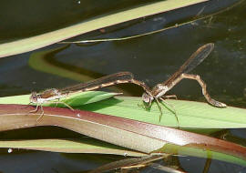 Sympecma fusca / Gemeine Winterlibelle / Familie: Teichjungfern - Lestidae / Unterordnung: Kleinlibellen - Zygoptera