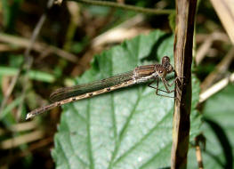 Sympecma fusca / Gemeine Winterlibelle / Familie: Teichjungfern - Lestidae / Unterordnung: Kleinlibellen - Zygoptera