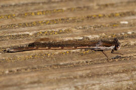 Sympecma fusca / Gemeine Winterlibelle / Familie: Teichjungfern - Lestidae / Unterordnung: Kleinlibellen - Zygoptera