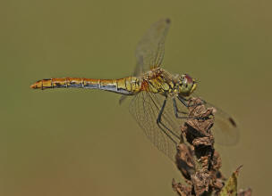 Sympetrum sanguineum / Blutrote Heidelibelle  / Weibchen / Segellibellen - Libellulidae - Heidelibellen - Sympetrinae