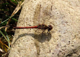 Sympetrum sanguineum / Blutrote Heidelibelle  / Mnnchen / Segellibellen - Libellulidae - Heidelibellen - Sympetrinae