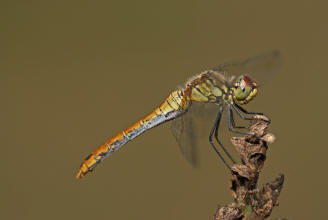 Sympetrum sanguineum / Blutrote Heidelibelle  / Weibchen / Segellibellen - Libellulidae - Heidelibellen - Sympetrinae