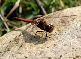 Sympetrum sanguineum / Blutrote Heidelibelle  / Mnnchen / Segellibellen - Libellulidae - Heidelibellen - Sympetrinae