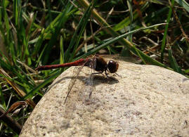 Sympetrum sanguineum / Blutrote Heidelibelle  / Mnnchen / Segellibellen - Libellulidae - Heidelibellen - Sympetrinae