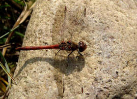 Sympetrum sanguineum / Blutrote Heidelibelle  / Mnnchen / Segellibellen - Libellulidae - Heidelibellen - Sympetrinae