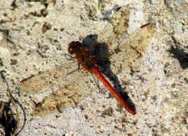 Sympetrum sanguineum / Blutrote Heidelibelle  / Mnnchen / Segellibellen - Libellulidae - Heidelibellen - Sympetrinae