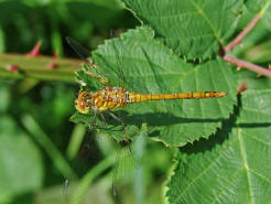 Sympetrum striolatum / Groe Heidelibelle / Familie: Segellibellen - Libellulidae / Heidelibellen - Sympetrinae