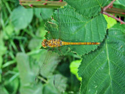 Sympetrum striolatum / Groe Heidelibelle / Familie: Segellibellen - Libellulidae / Heidelibellen - Sympetrinae