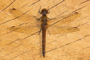 Sympetrum striolatum / Groe Heidelibelle / Familie: Segellibellen - Libellulidae / Heidelibellen - Sympetrinae