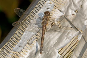 Sympetrum striolatum / Groe Heidelibelle / Familie: Segellibellen - Libellulidae / Heidelibellen - Sympetrinae