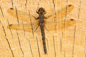 Sympetrum striolatum / Groe Heidelibelle / Familie: Segellibellen - Libellulidae / Heidelibellen - Sympetrinae