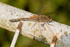 Sympetrum striolatum / Groe Heidelibelle / Familie: Segellibellen - Libellulidae / Heidelibellen - Sympetrinae