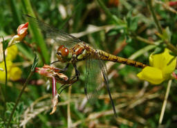 Sympetrum striolatum / Groe Heidelibelle / Familie: Segellibellen - Libellulidae / Heidelibellen - Sympetrinae