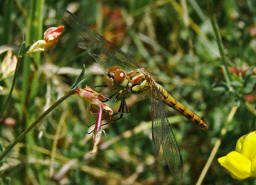 Sympetrum striolatum / Groe Heidelibelle / Familie: Segellibellen - Libellulidae / Heidelibellen - Sympetrinae