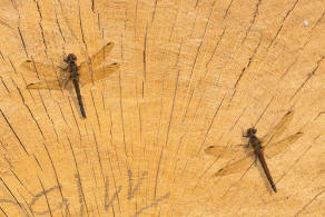 Sympetrum striolatum / Groe Heidelibelle / Familie: Segellibellen - Libellulidae / Heidelibellen - Sympetrinae