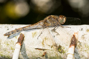 Sympetrum striolatum / Groe Heidelibelle / Familie: Segellibellen - Libellulidae / Heidelibellen - Sympetrinae